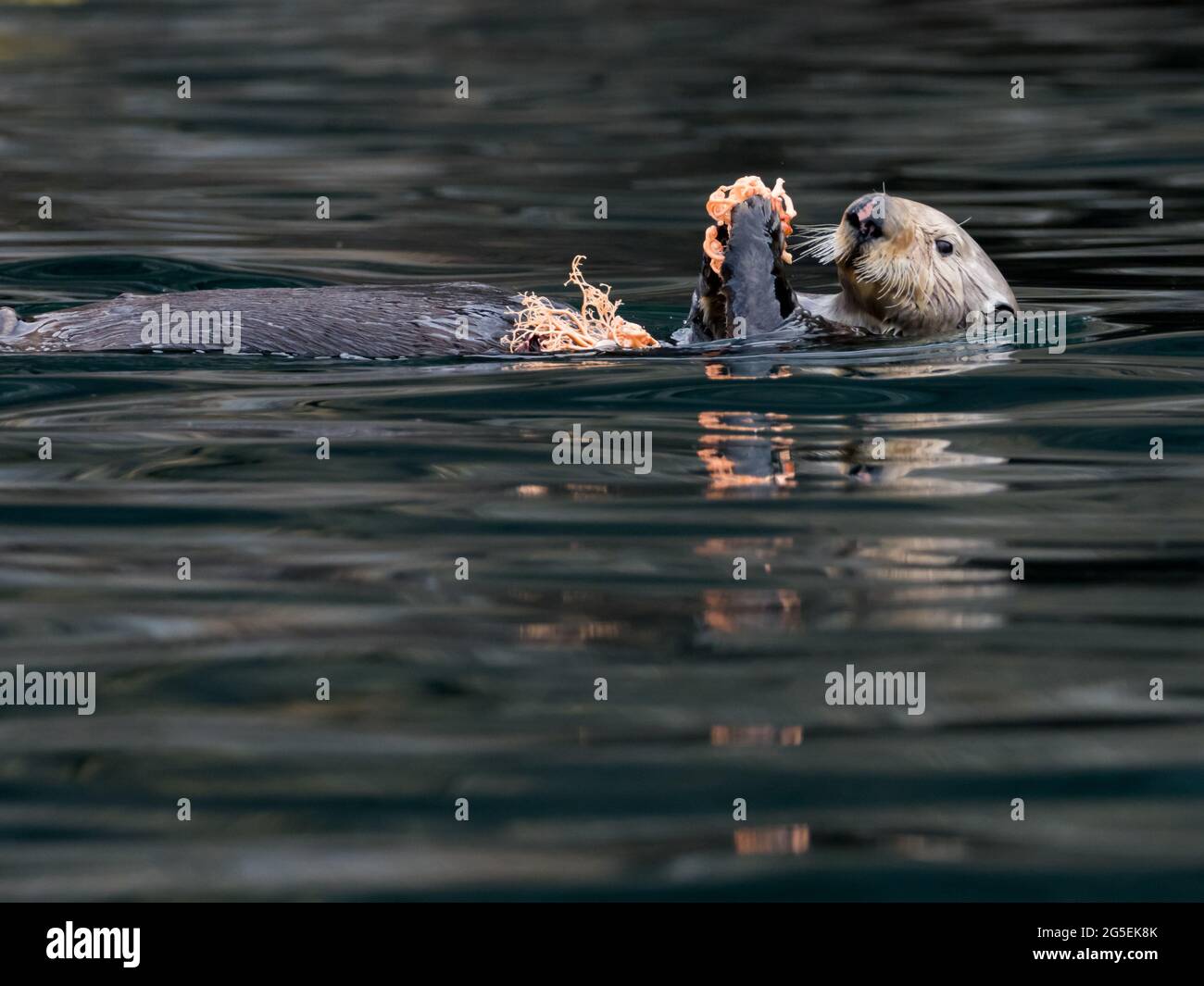 Seeotter, Enhyda lutris, der einen Korbstern im Kelpwald von Southeast Alaska, USA, isst Stockfoto