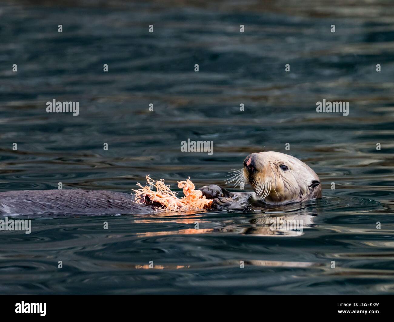 Seeotter, Enhyda lutris, der einen Korbstern im Kelpwald von Southeast Alaska, USA, isst Stockfoto