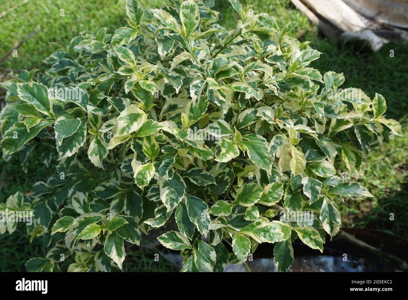 Styrax japonica variegata Blätter mit einem natürlichen Hintergrund Stockfoto