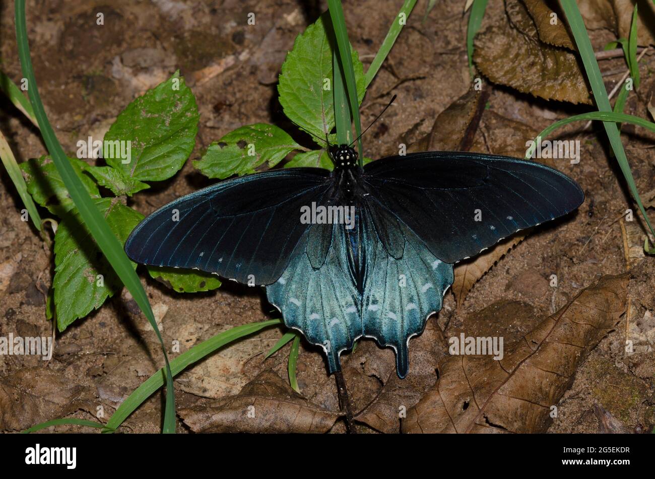 Pipevine Swallowtail, Battus philenor, männlich Stockfoto