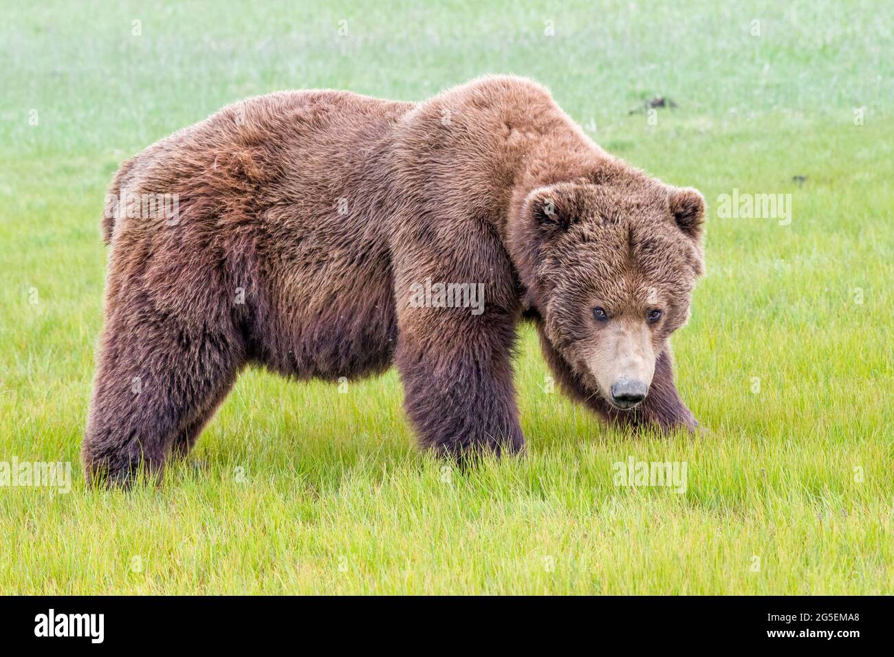 Alaska Peninsula Brown Bear oder Coastal Brown Bear Stockfoto