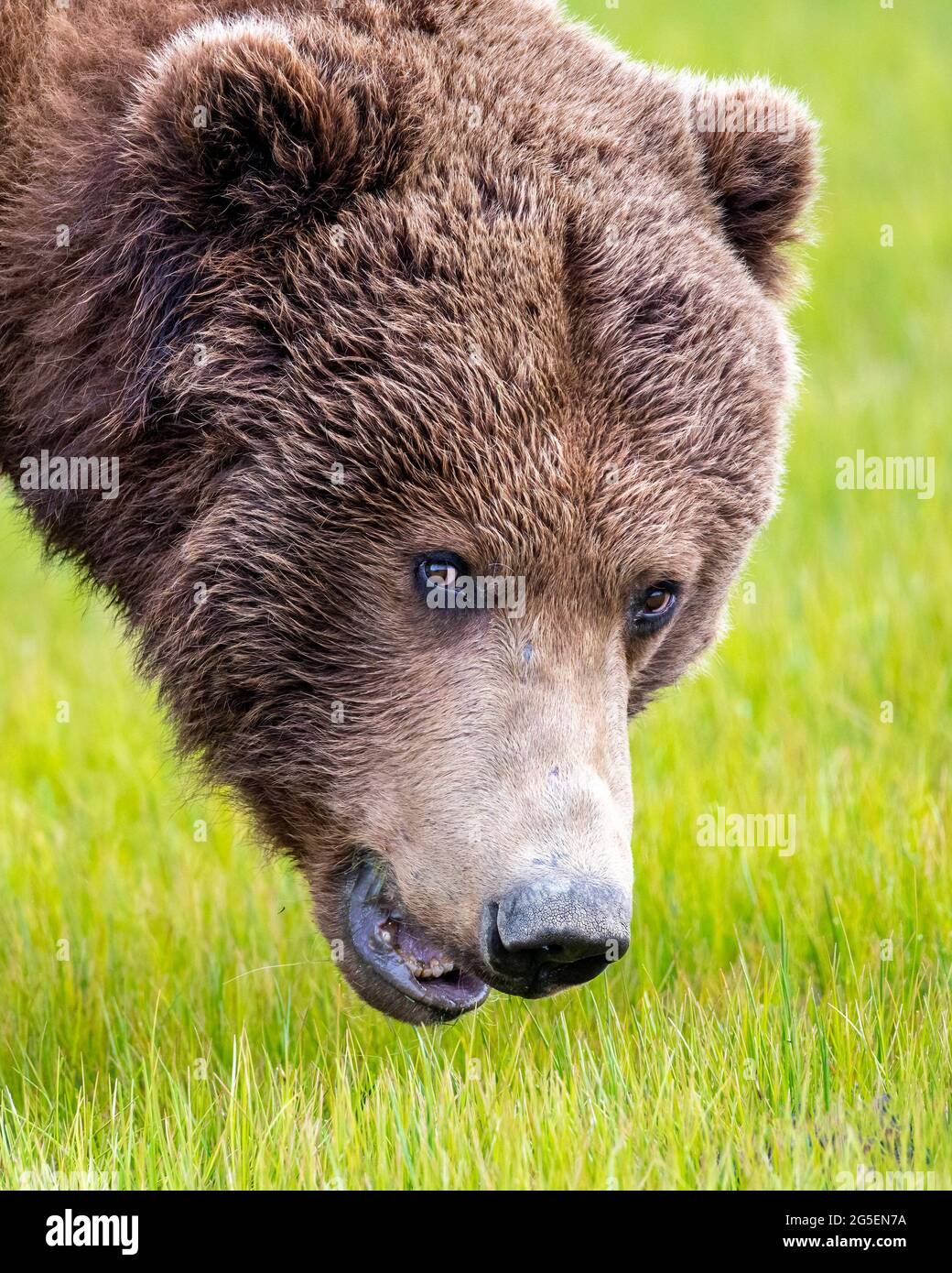 Alaska Peninsula Brauner Bär Porträt Stockfoto