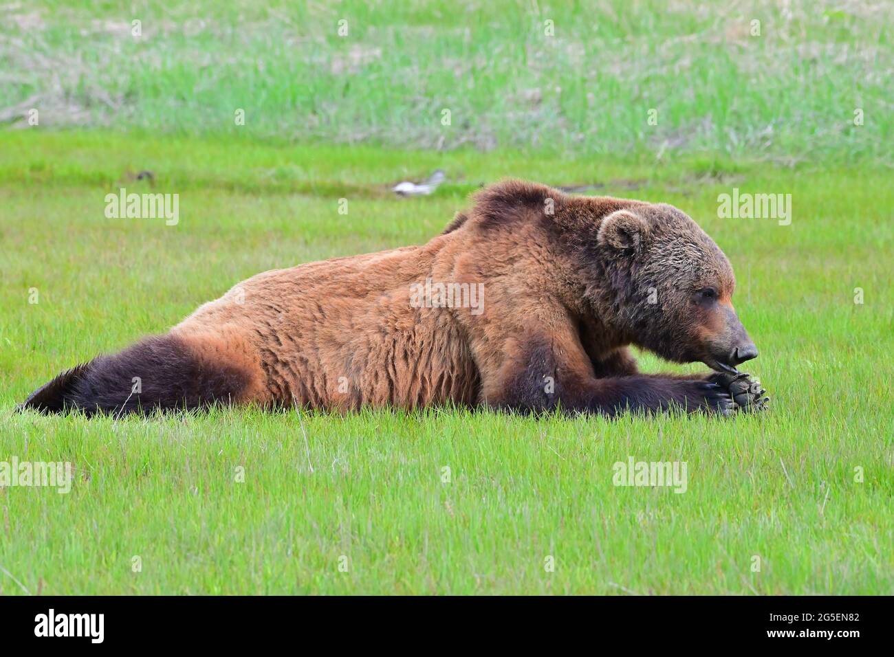 Alaska Peninsula Brown Bear oder Coastal Brown Bear Stockfoto