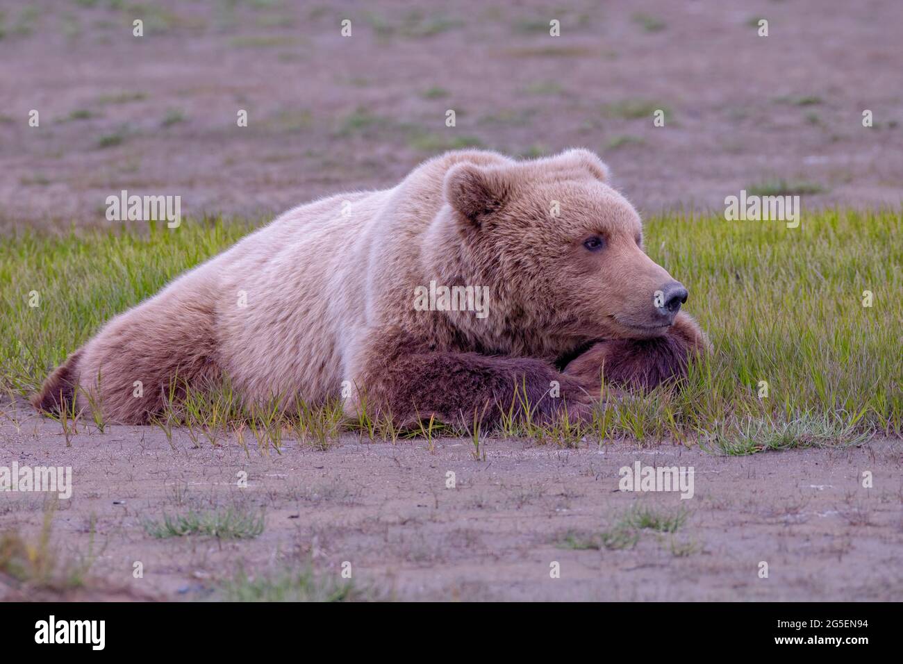 Alaska Peninsula Brauner Bär Blonde Hündin Stockfoto