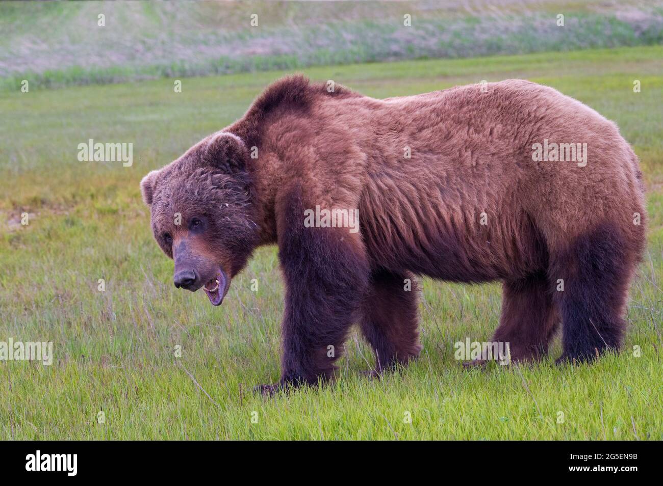 Alaska Peninsula Brown Bear oder Coastal Brown Bear Stockfoto