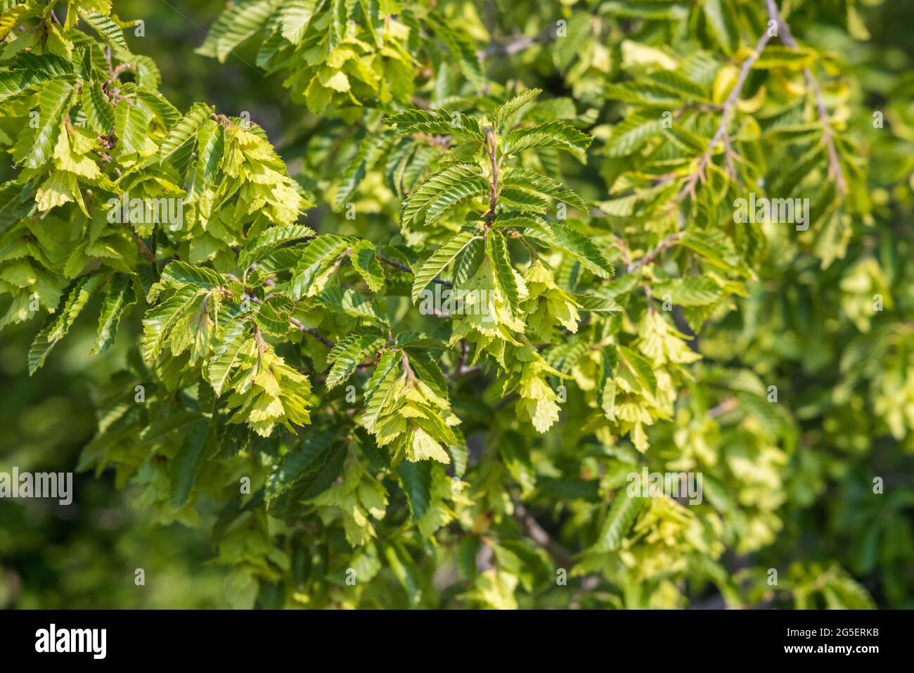 Früchte des Carpinus orientalis, bekannt als der orientalische Hainbuche Stockfoto