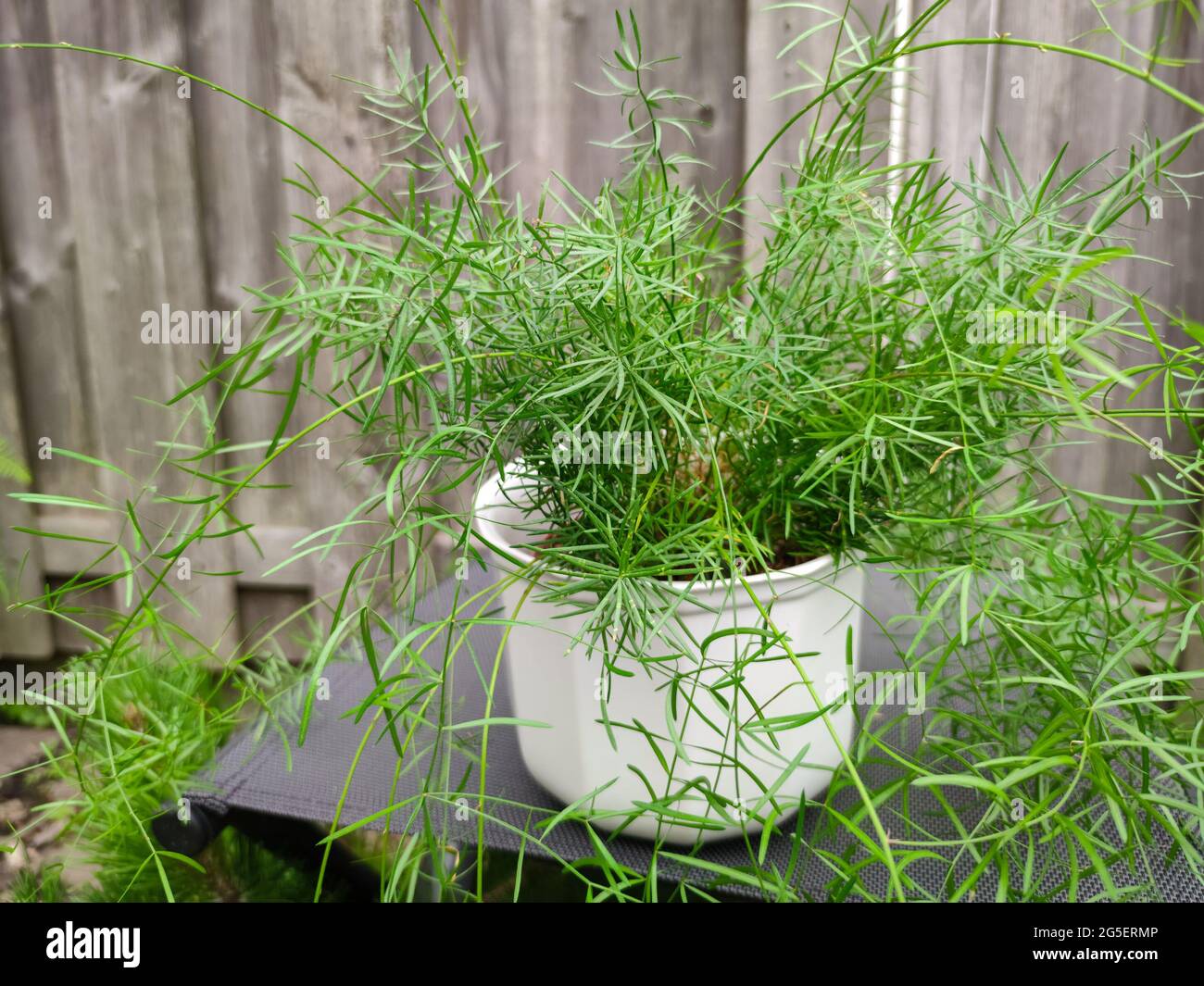 Spargel Zimmerpflanze in einem Topf Stockfotografie - Alamy