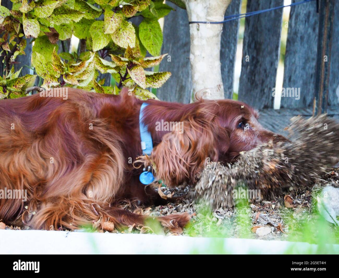 Red Irish Setter Hund gräbt im Garten, Dreck fliegt überall, macht ein