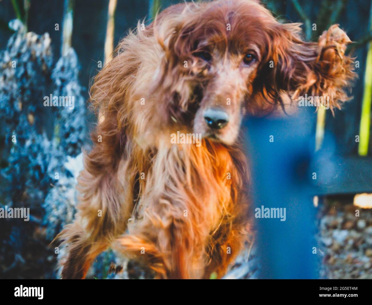 Ein roter irischer Setter-Hund läuft, Ohren flattern, gräbt im Garten und ist jetzt ein verworrenes Blätterchaos, steckt einen Dreck in sein langes Haar Stockfoto