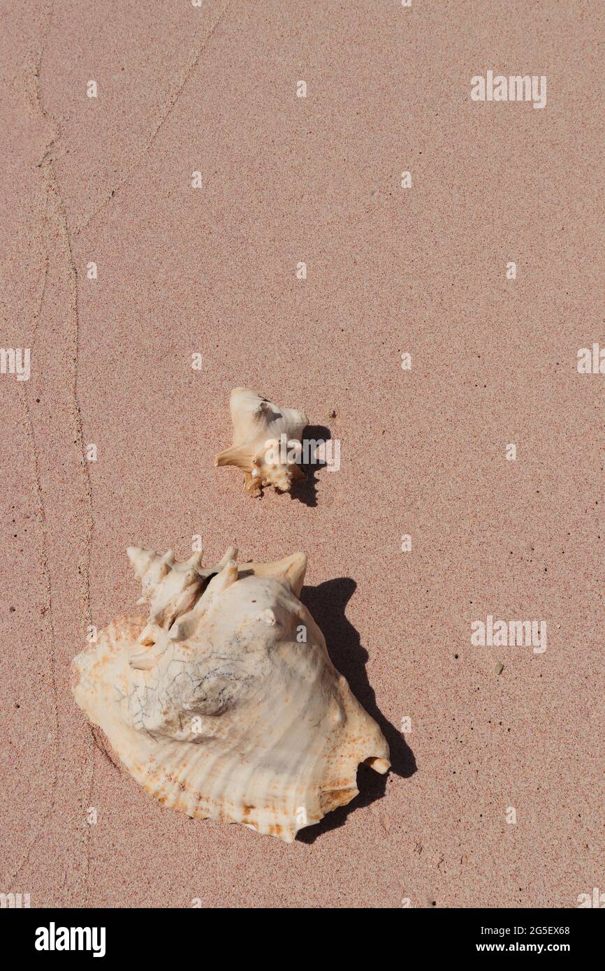 Seashell am Strand. Rosafarbener tropischer Sand mit Muscheln darauf. Große Muscheln auf dem Sand.. Stockfoto