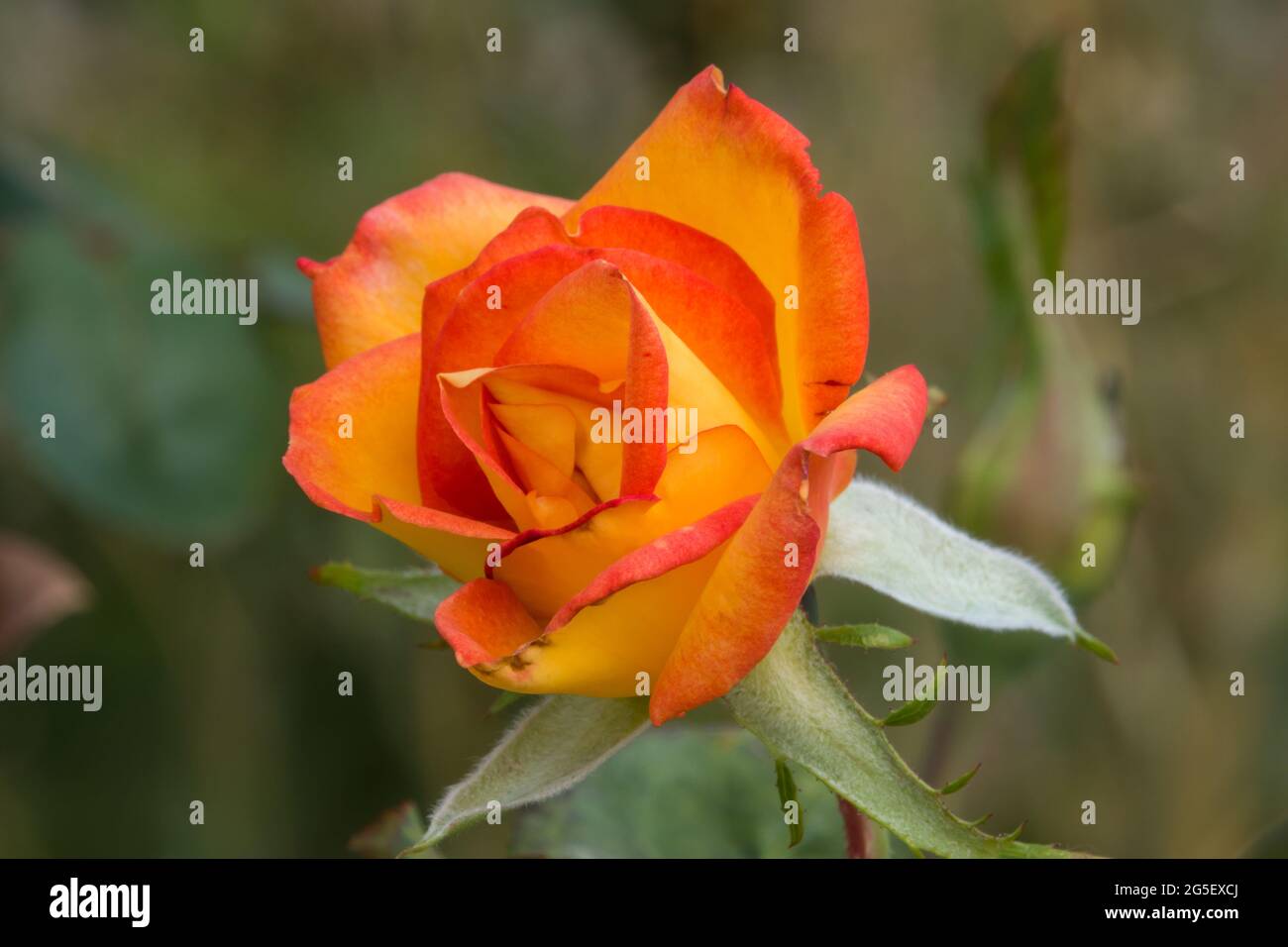 Einzelne Rose in Blüte im Garten. Fotografiert in Nuriootpa, Südaustralien. Stockfoto