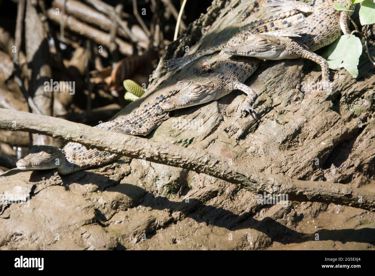 Salzwasserkrokodil (Crocodylus porosus) fotografiert am Flussufer des Daintree River, Far North Queensland, Australien. Stockfoto