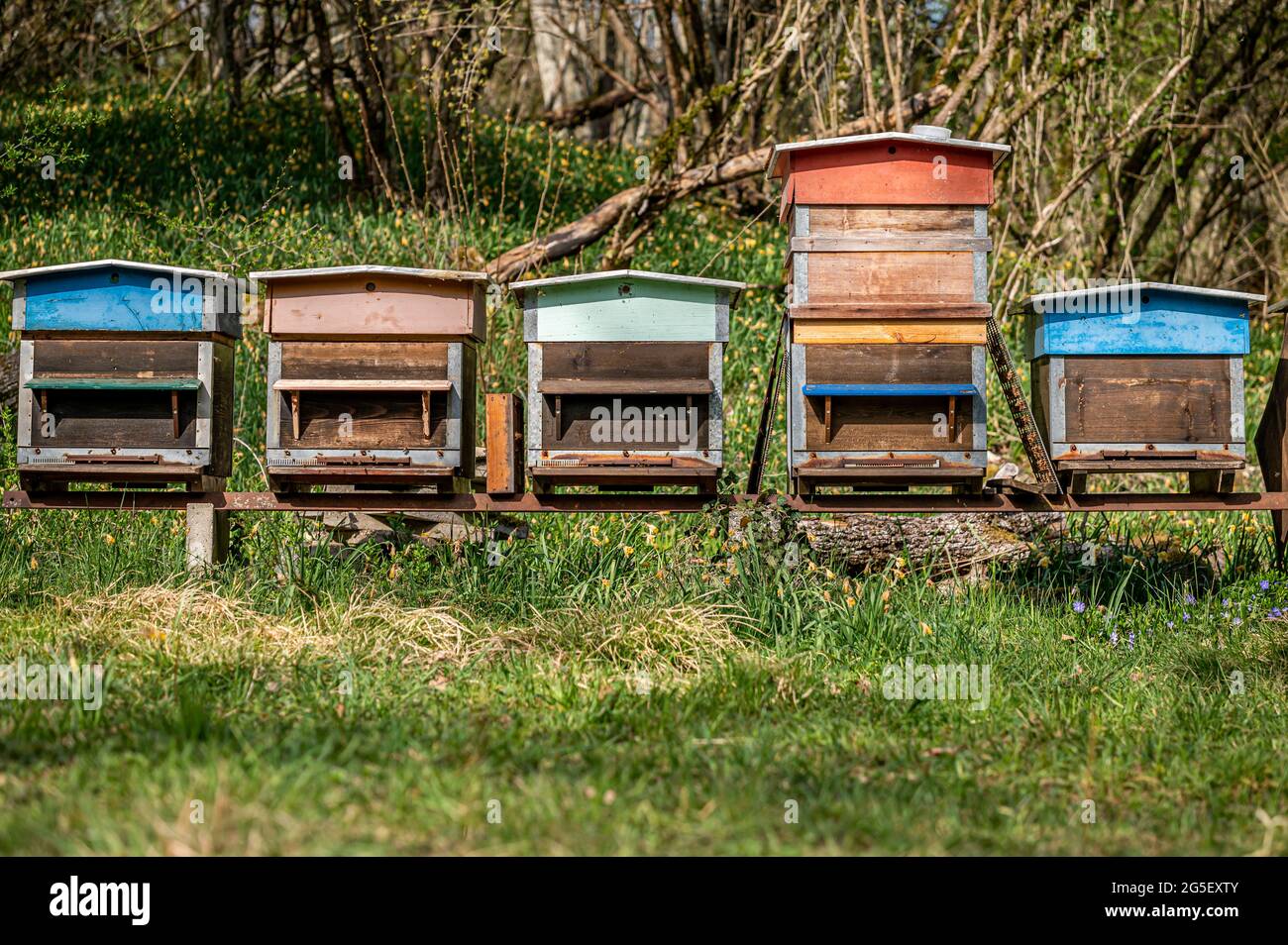 Bienenstöcke im Bienenhaus. Bemalte Bienenstöcke aus Holz mit aktiven Honigbienen. Bienenhof in der Schweiz. Biodiversitäts- und Ökologie-Konzept. Stockfoto