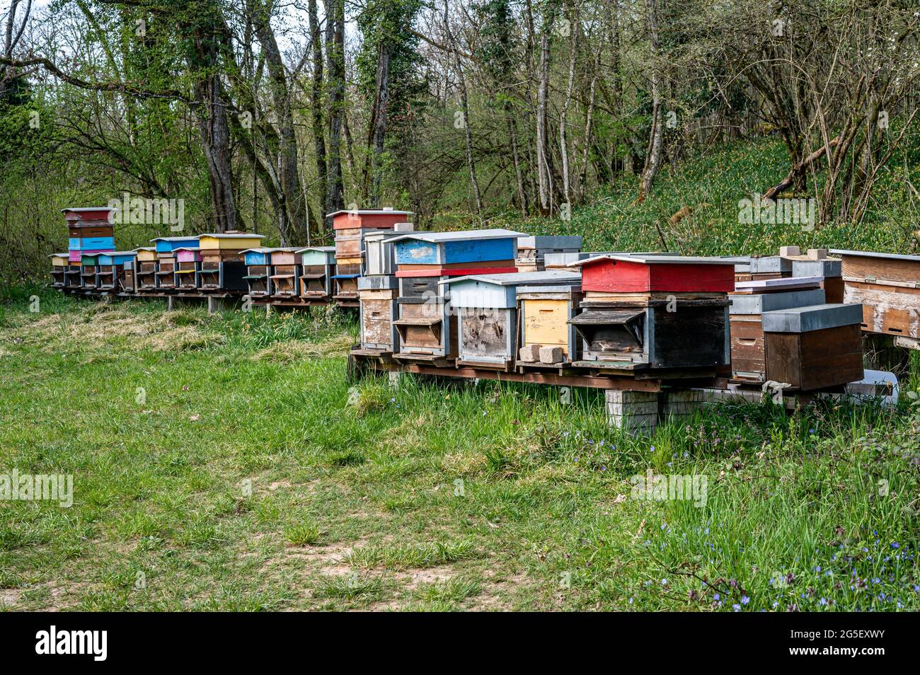 Bienenstöcke im Bienenhaus. Bemalte Bienenstöcke aus Holz mit aktiven  Honigbienen. Bienenhof in der Schweiz. Biodiversitäts- und Ökologie-Konzept  Stockfotografie - Alamy