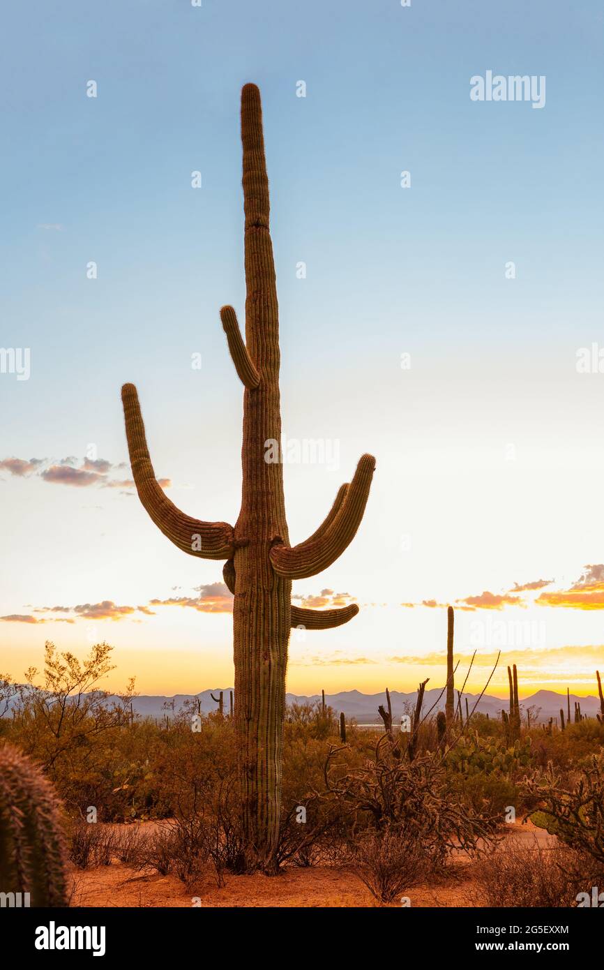 Großer Kaktus (Carnegiea gigantea) bei Sonnenuntergang im Saguaro National Park, in der Nähe von Tucson, Pima County, südöstlich von Arizona, USA. Stockfoto