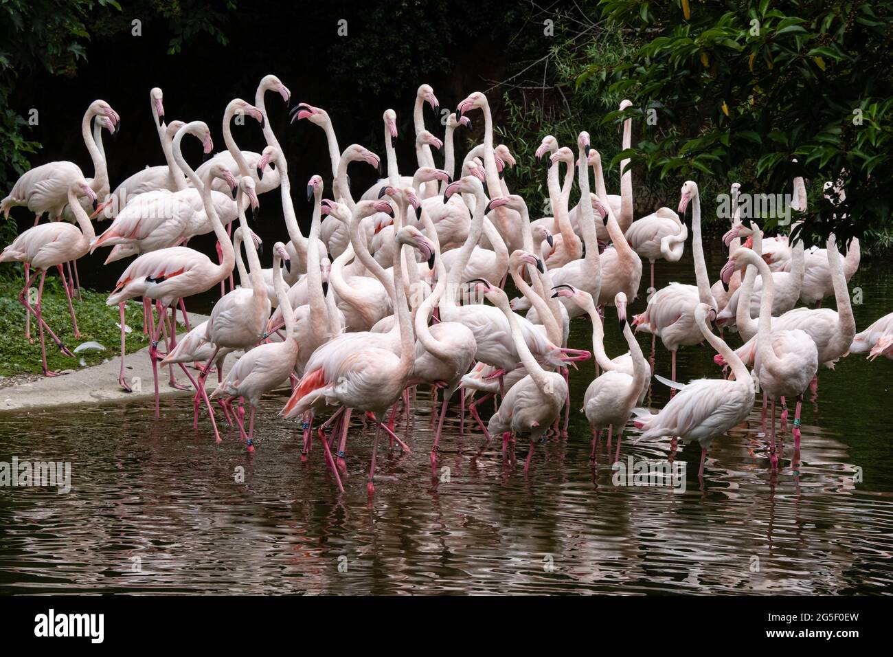 Lyon (Frankreich), 25. Juni 2021. Gruppe von rosa Flamingos die Beine im Wasser im Park des Kopfes aus Gold. Stockfoto