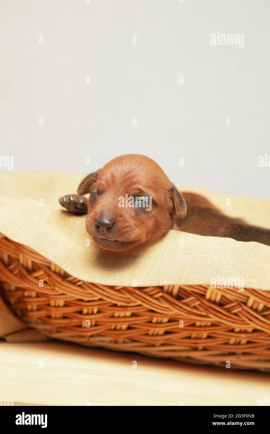 Ein neugeborener Welpe schläft in einem Weidenkorb. Der Welpe des Zwergpinschers ruht. Stockfoto