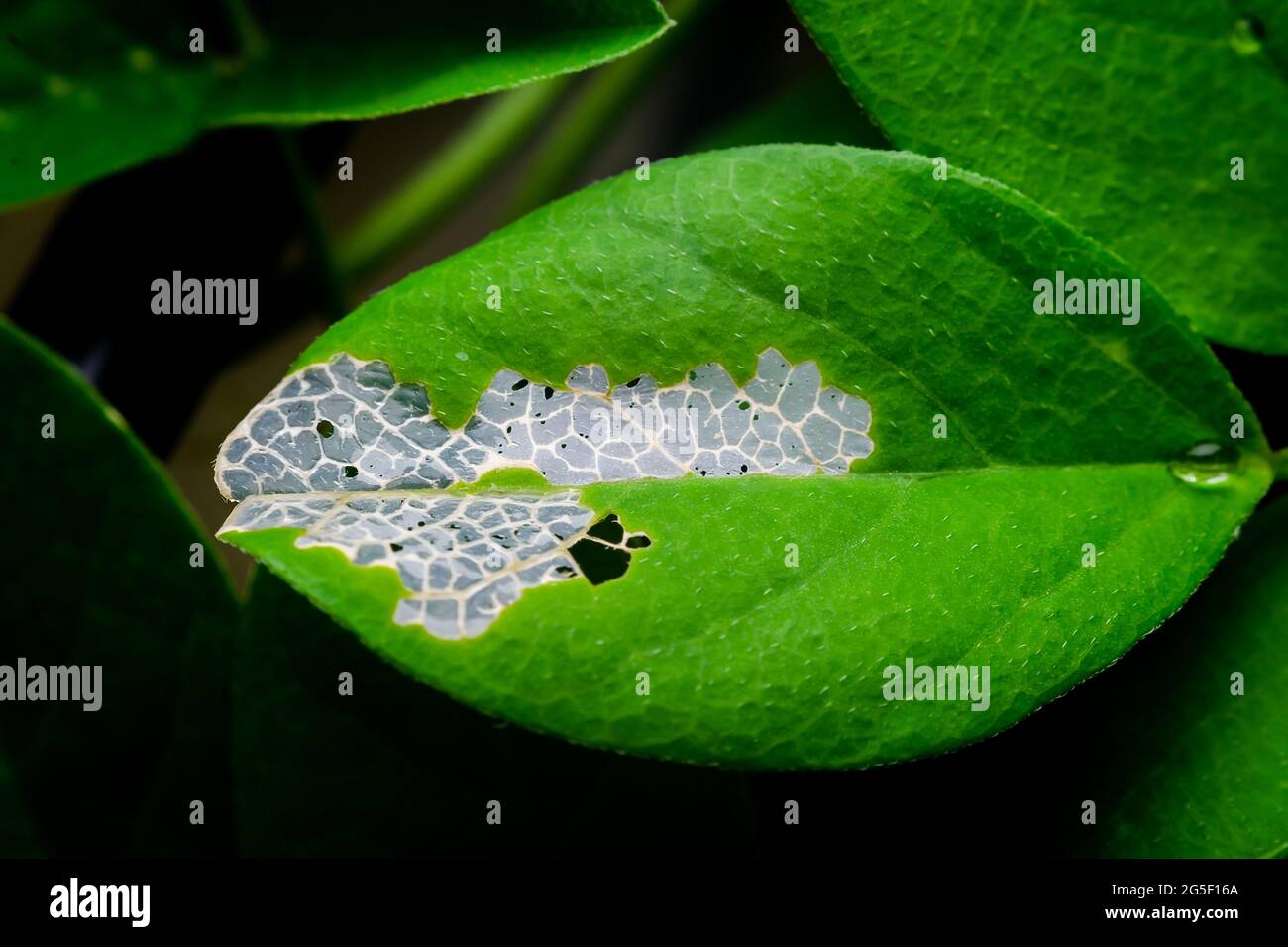 Blattadern, die durch den Abbau von Chlorophyll des Pflanzenblattes freigelegt werden. Selektiver Fokus verwendet. Stockfoto