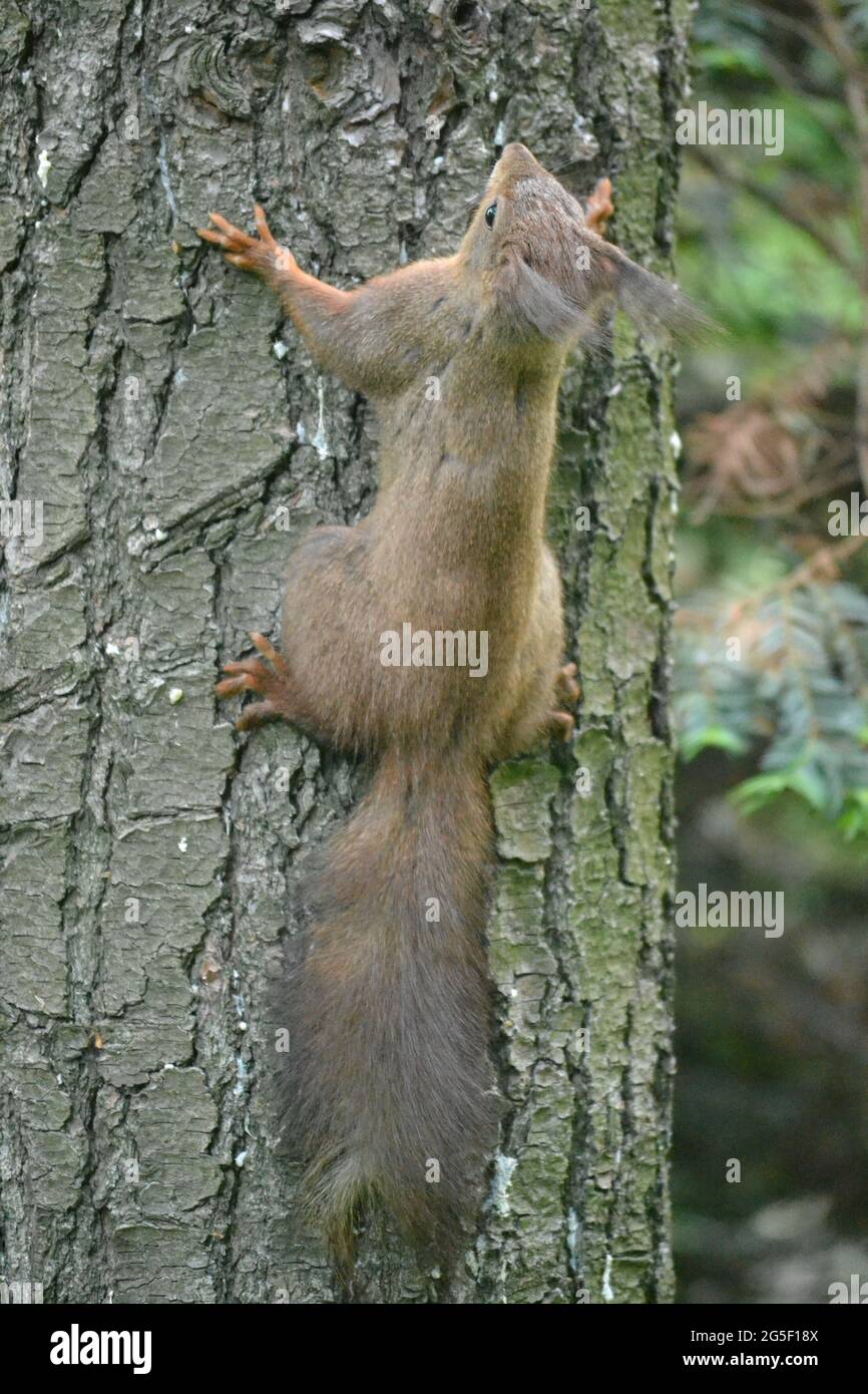 Porträt eines Eichhörnchens auf einem Baumstamm. Stockfoto