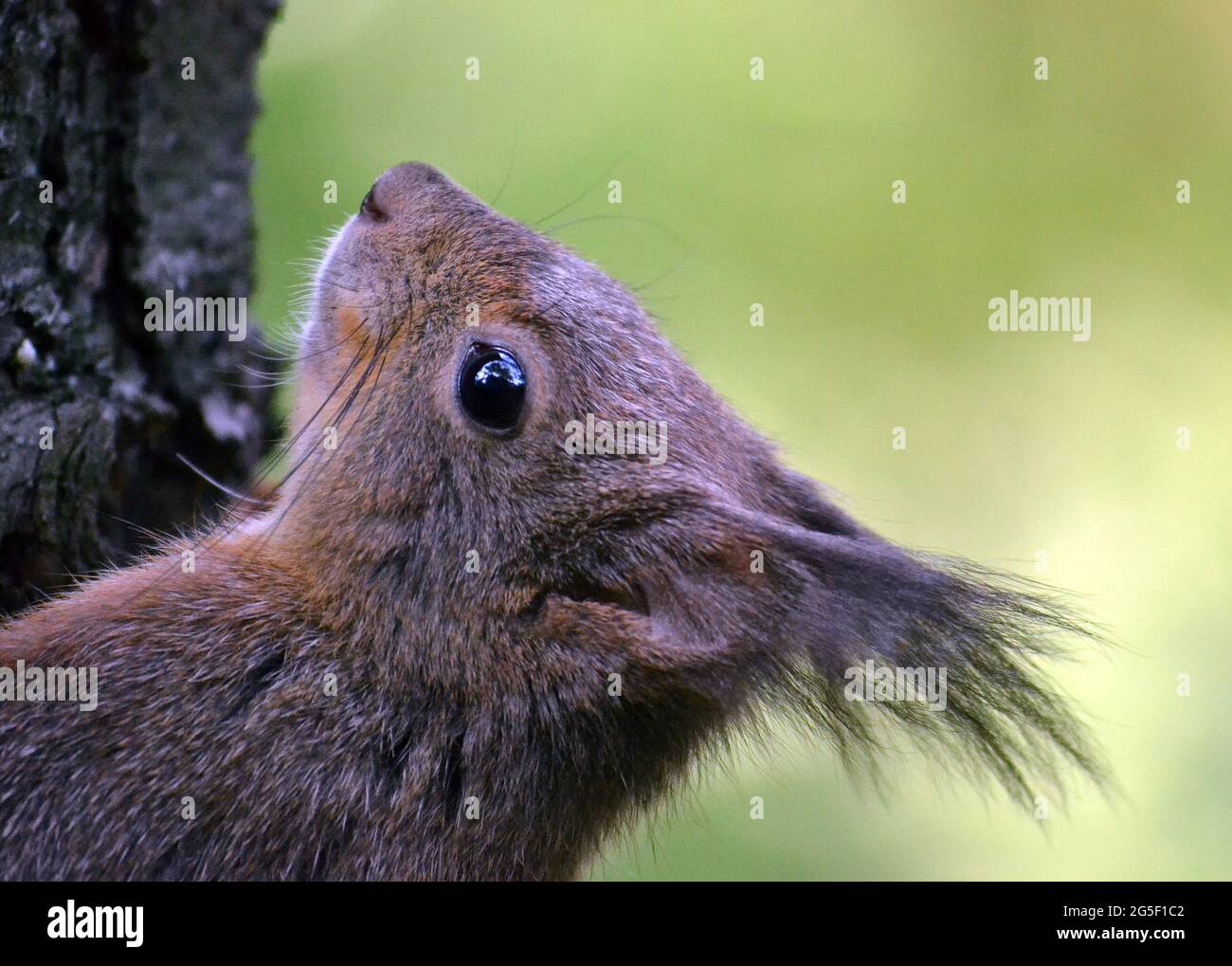 Porträt eines Eichhörnchens auf einem Baumstamm. Stockfoto