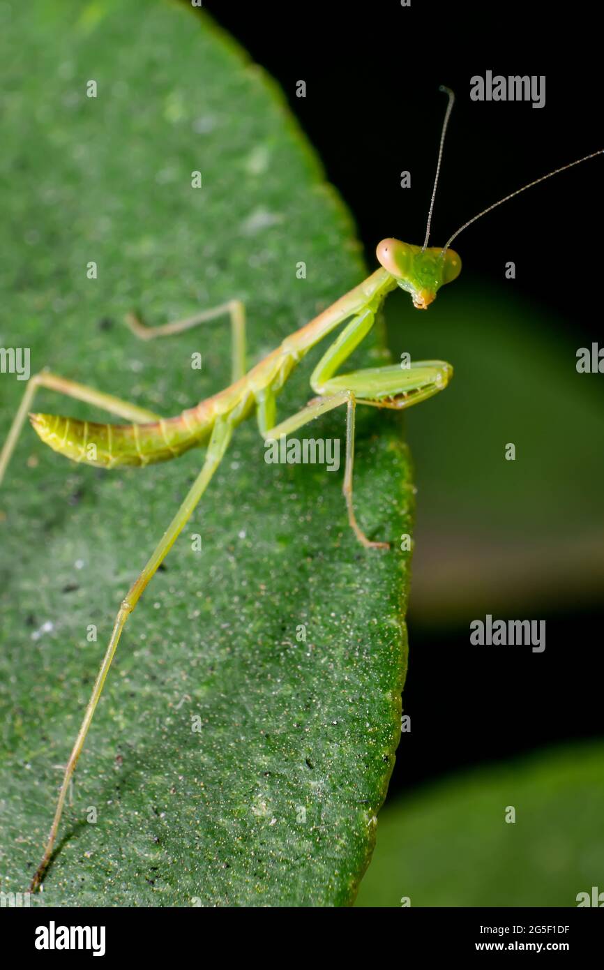 Grünes Gottesanbeterin Insekt auf Blatt, das zurückschaut. Selektiver Fokus verwendet. Stockfoto