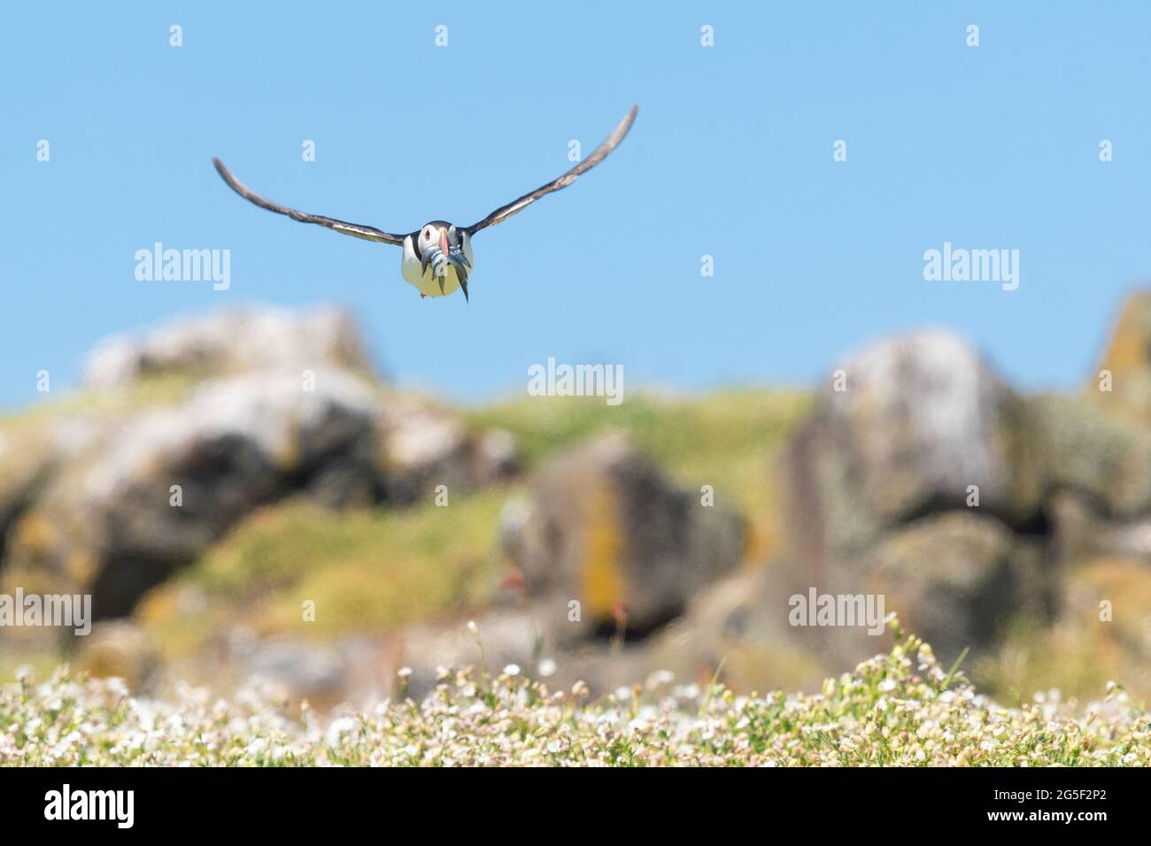 Puffin fliegt mit einem Schnabel voller Sandaale in Richtung Kamera, um seine Jungen zu füttern, die auf der Isle of May, Fife, Schottland, Großbritannien, landen Stockfoto