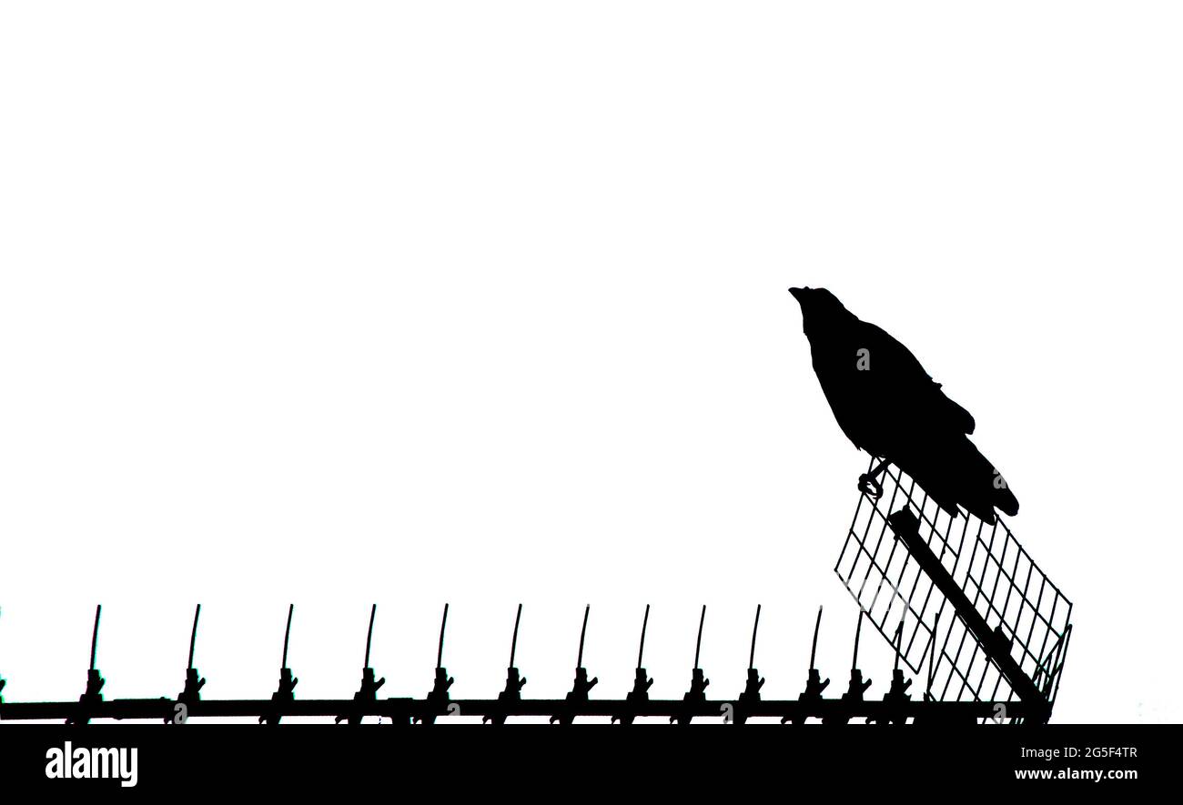 Krähe (Corvus cornix) ruht auf einer Antenne, komplett schwarz-weiß ohne Grautöne Stockfoto