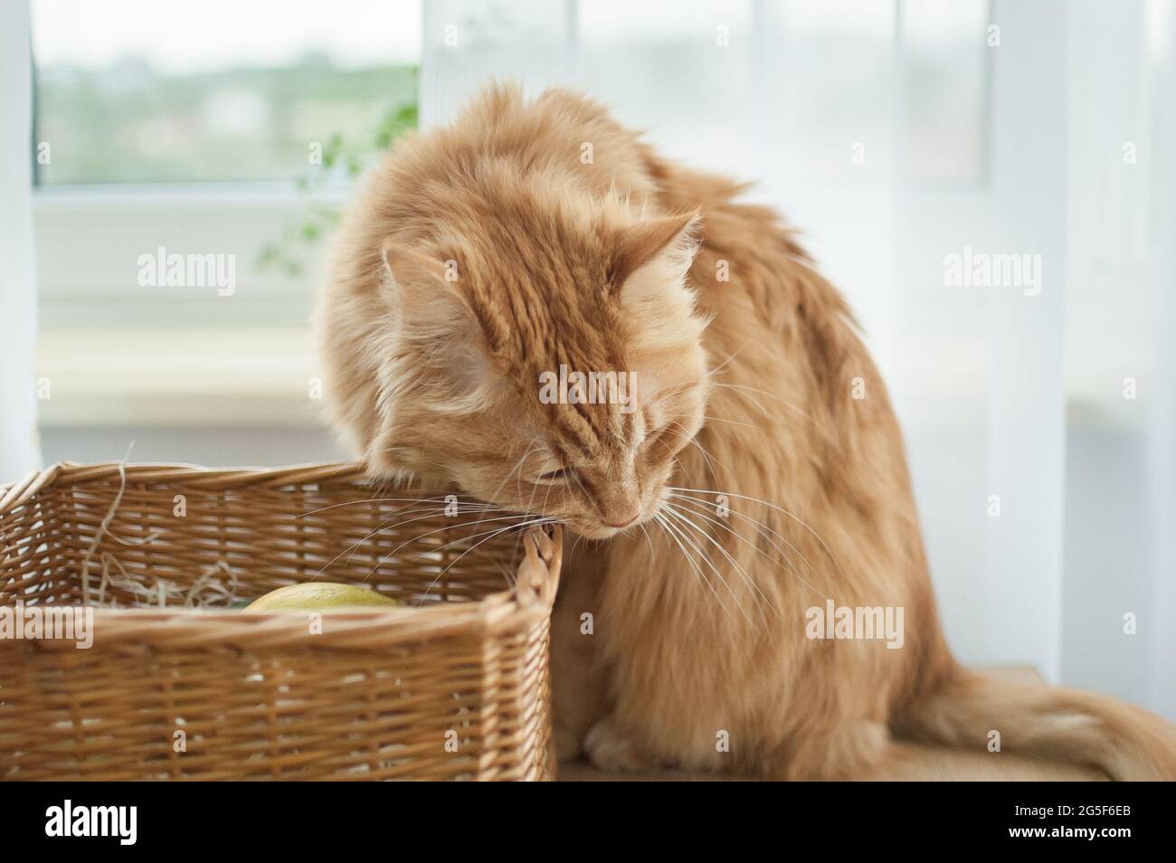 Rote junge Katze sitzt auf Fensterhintergrund in der Nähe Strohkorb, Haustierkonzept Stockfoto