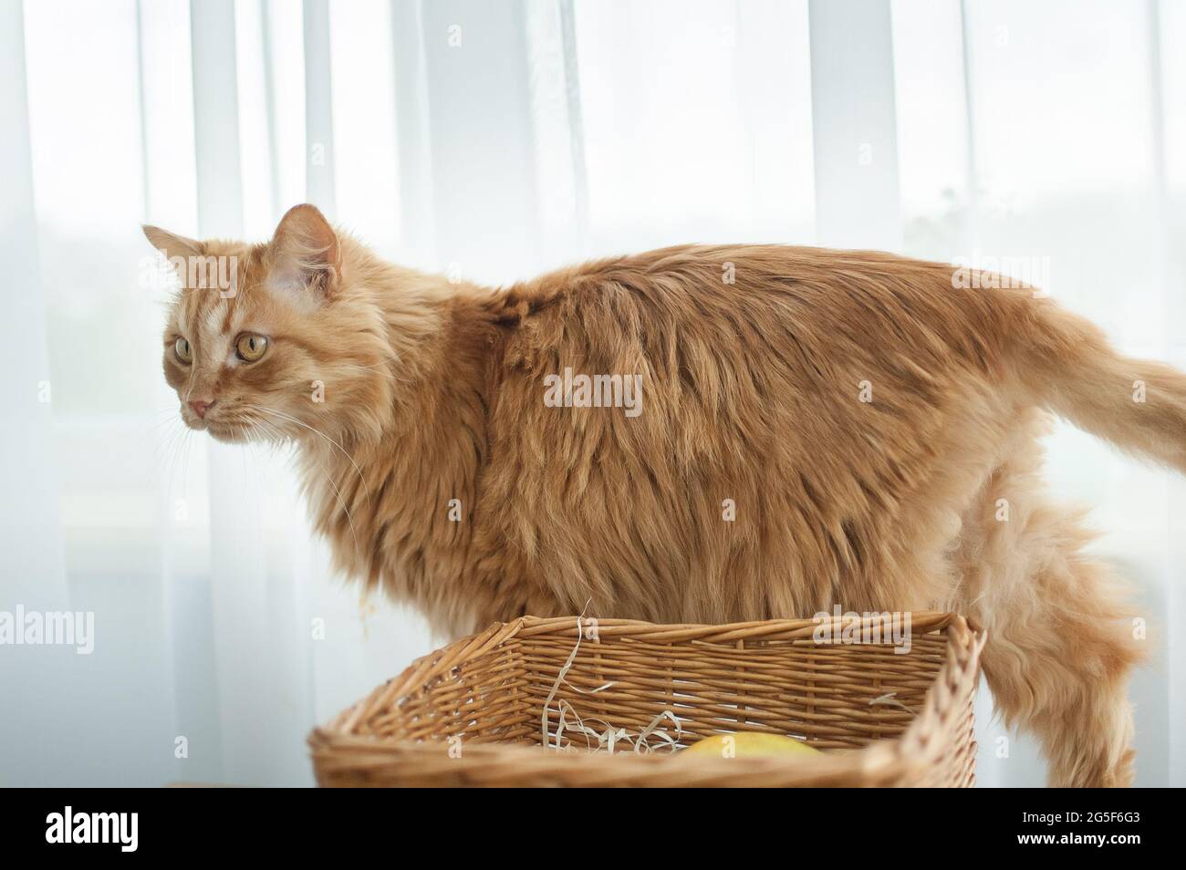Rote junge Katze sitzt auf Fensterhintergrund in der Nähe Strohkorb, Haustierkonzept Stockfoto