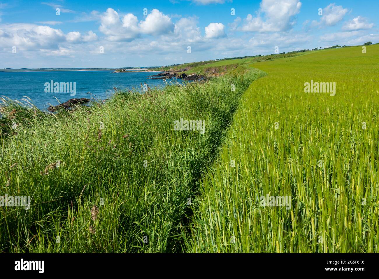 Die Ernte wächst auf einem Feld neben der Nordsee in Schottland Stockfoto