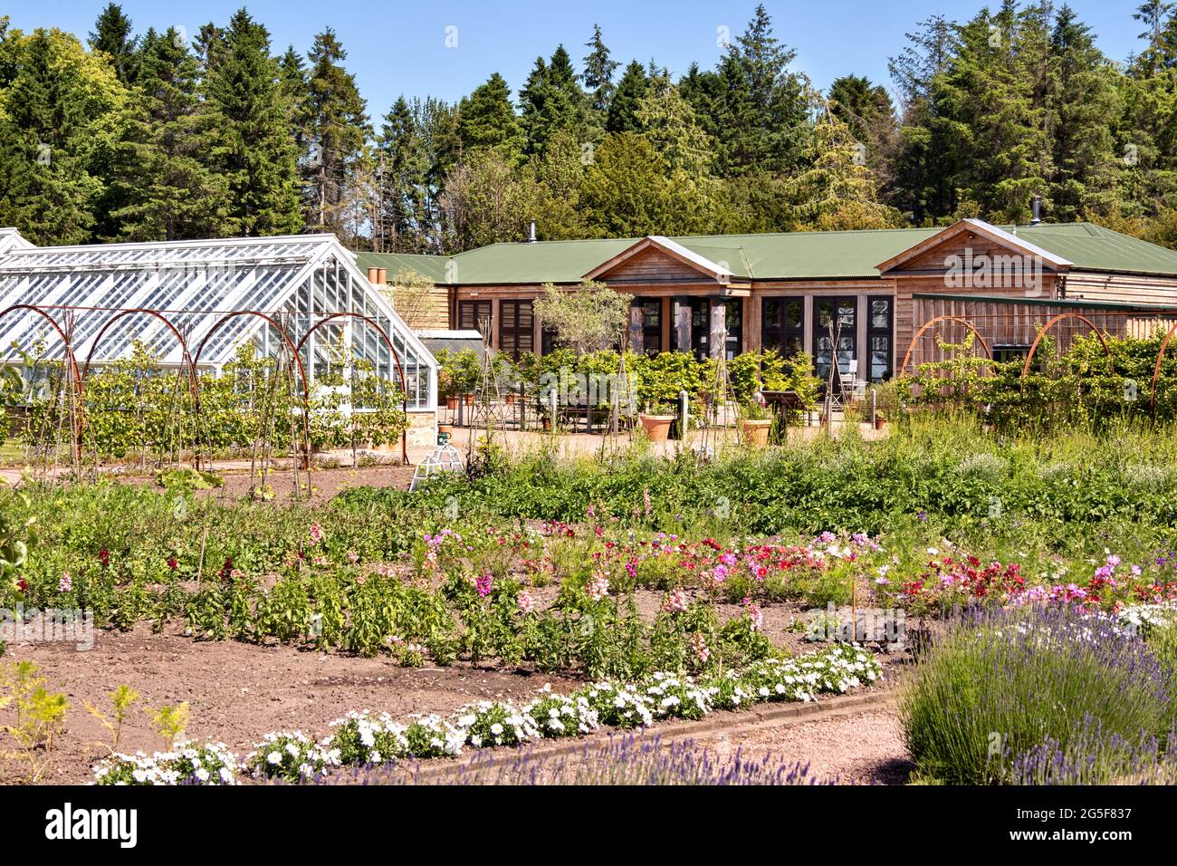 GORDON CASTLE UMMAUERTER GARTEN FOCHABERS SCOTLAND BLUMENBEETE VOR DEM RESTAURANT UND CAFÉ Stockfoto
