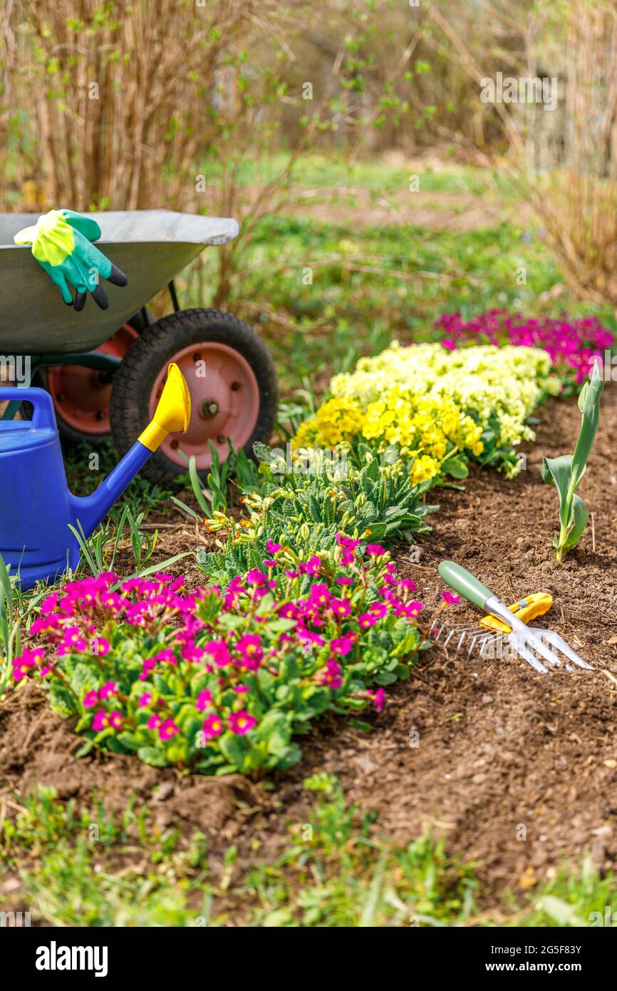 Blumenbeet und Gärtner Ausrüstung Schubkarre Gartenwagen Bewässerung kann Garten Rechen im Garten am Sommertag. Landwirtschaftliche Arbeiter Werkzeuge bereit zum Pflanzen Stockfoto