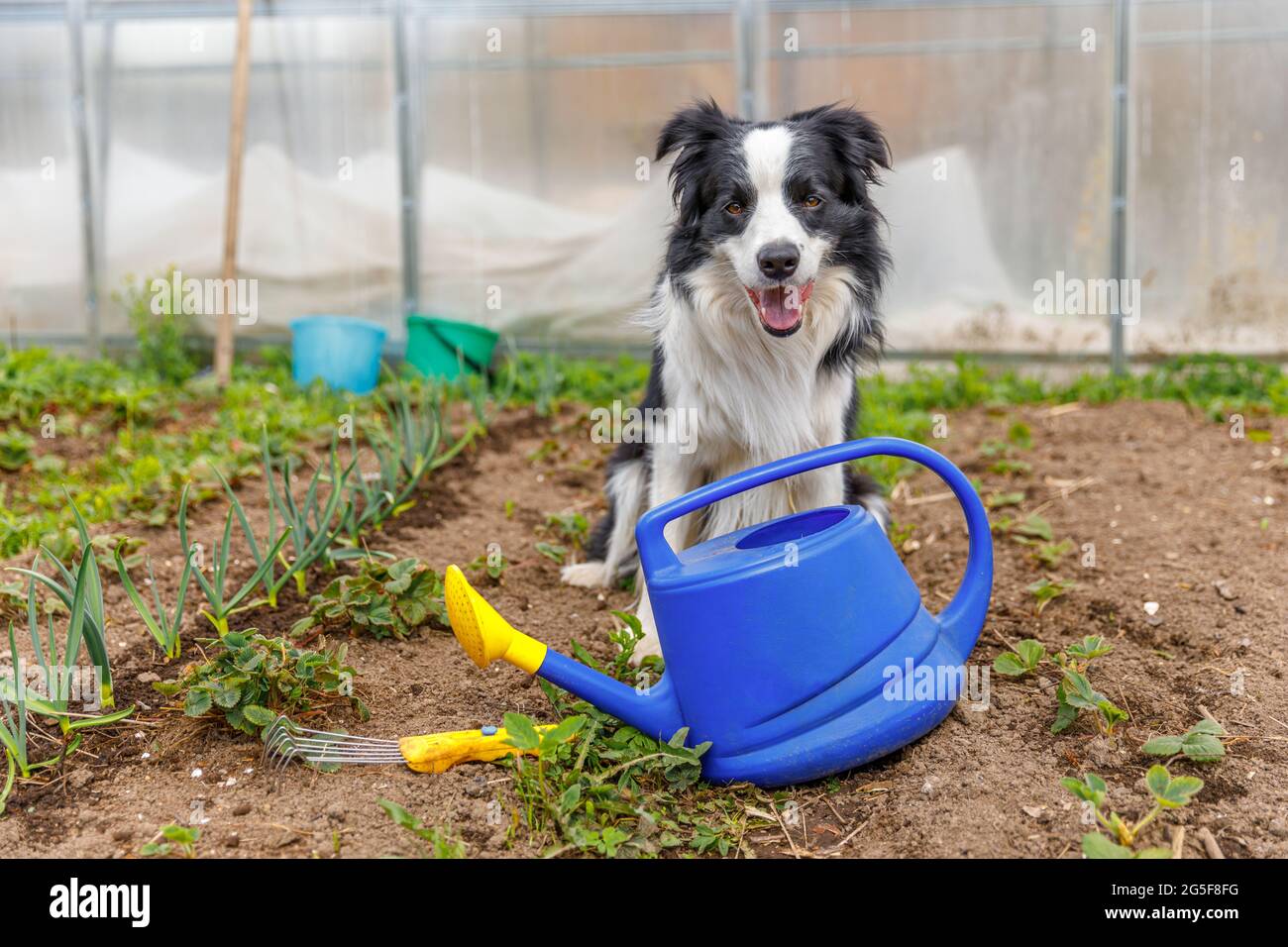 Outdoor-Porträt von niedlichen lächelnden Hund Grenze Collie mit Gießkannen auf Garten Hintergrund. Lustige Welpen als Gärtner holen Gießkannen für Stockfoto