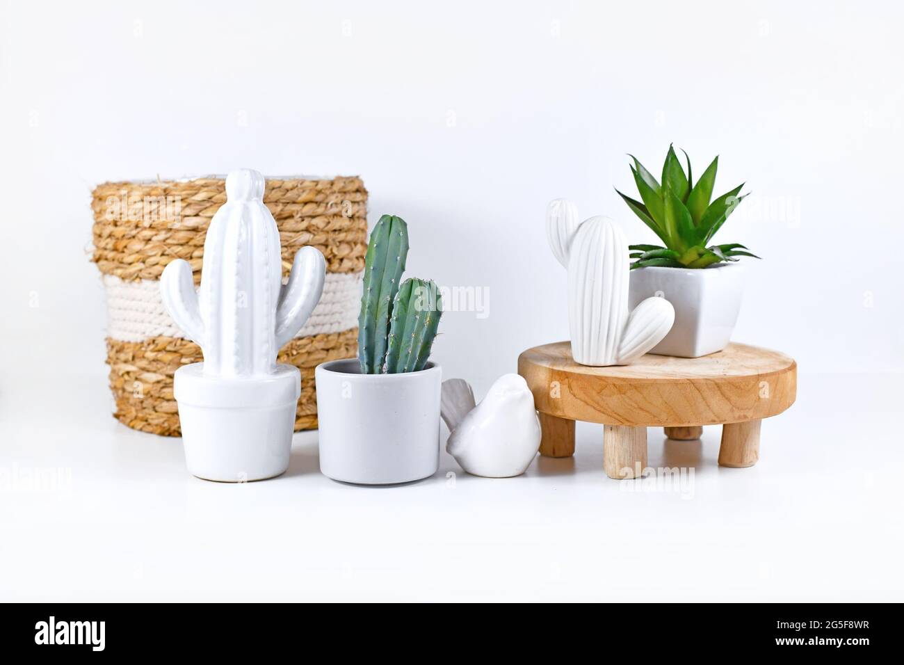 Topfkaktus, Keramikkakteen und Sukkulente auf weißem Regal mit Wohnkultur angeordnet Stockfoto