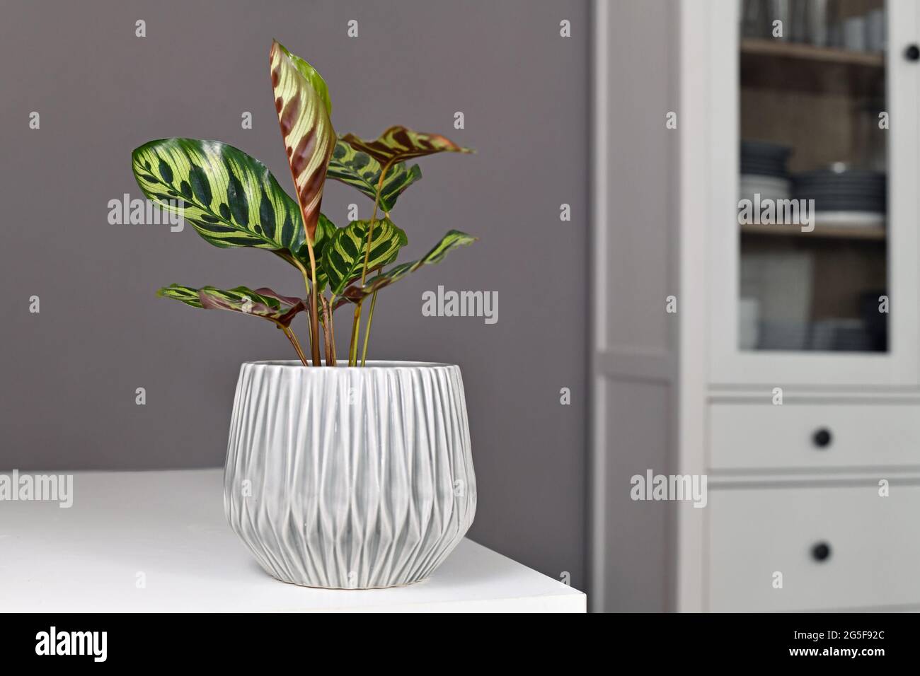 Tropische 'Calathea Makoyana' Gebetpflanze im Blumentopf auf dem Tisch vor einer grauen Wand Stockfoto