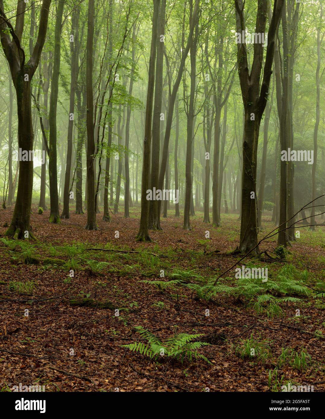 Nebliger Wald in Kingley Val, South Downs, West Sussex, Südostengland Stockfoto