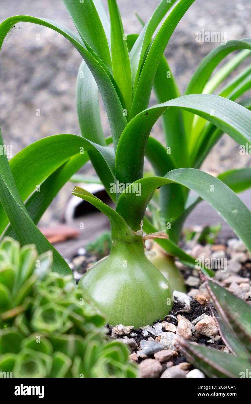 Schwangere Zwiebelbirne Ornithogalum Caudatum mit sukkulenten Wurzeln wächst in Sukkulenten-Container in einem barbicanischen Garten City of London UK KATHY DEWITT Stockfoto