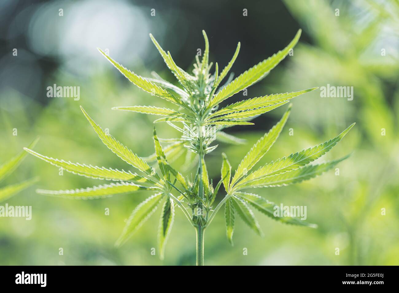 Wachstum der Cannabispflanze in der Natur. Stockfoto
