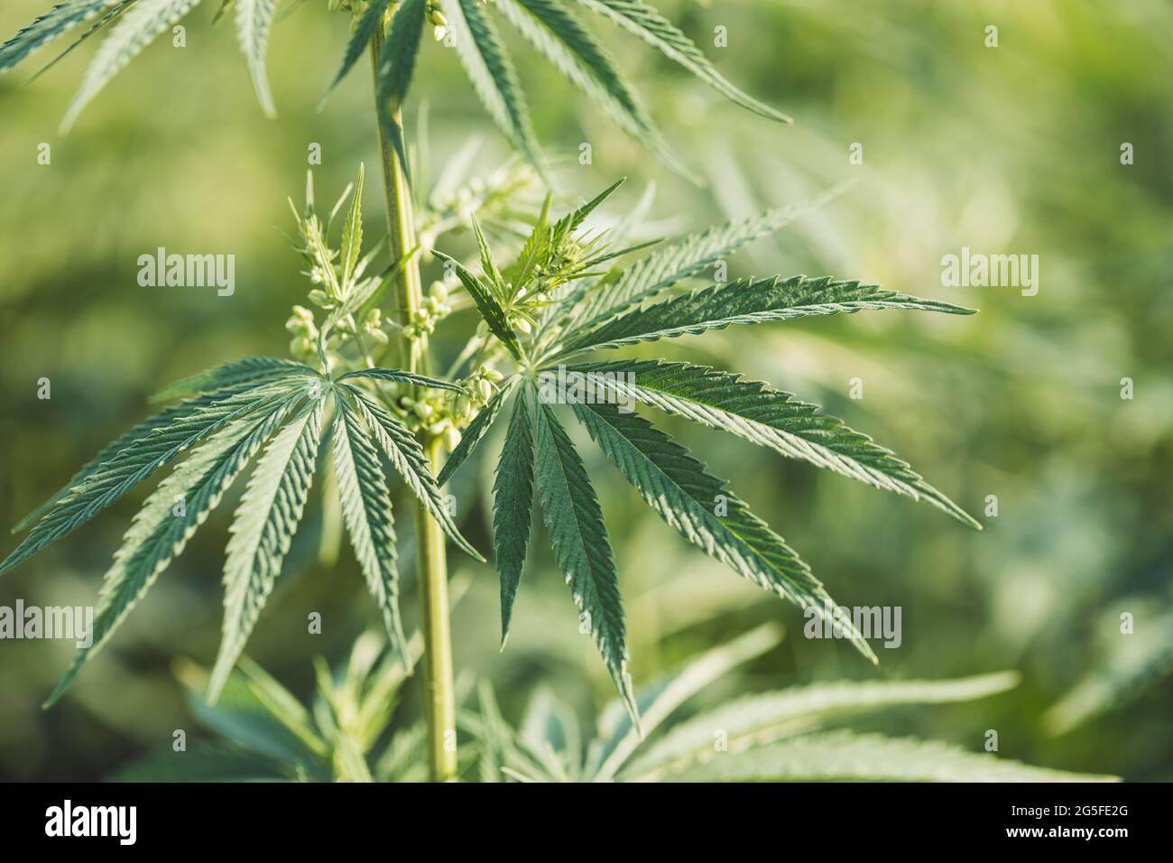 Marihuana Pflanzenwachstum in der Natur. Stockfoto