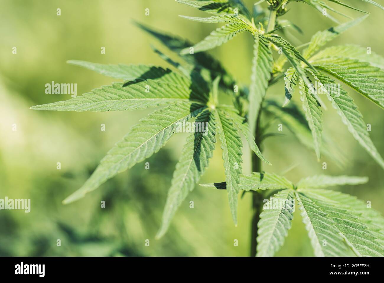 Unkraut Marihuana Pflanzenwachstum in der Natur. Stockfoto