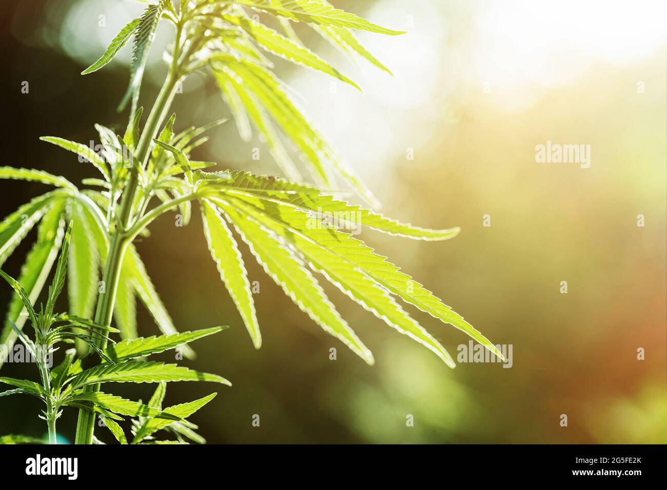 Cannabispflanzen Wachstum in der Natur in Backlit. Stockfoto