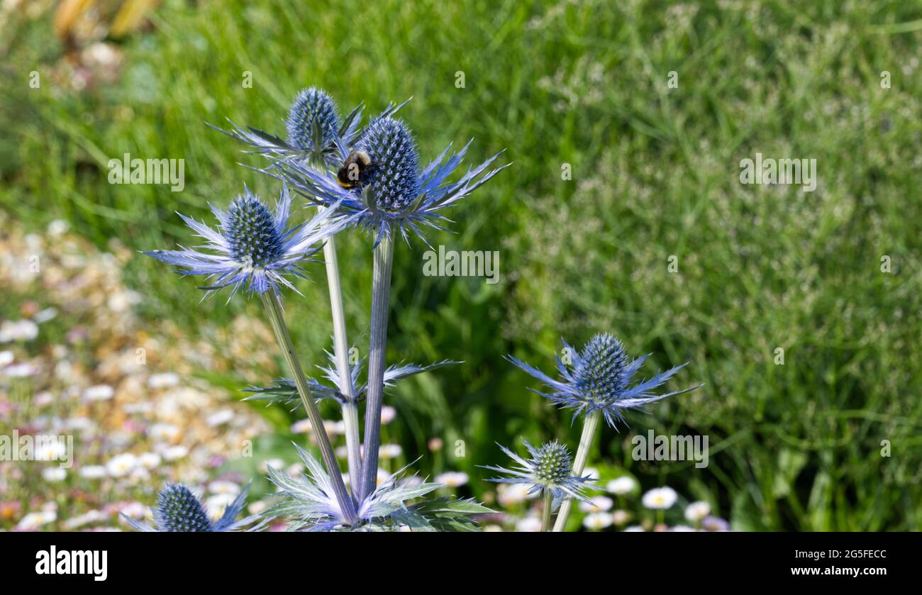 Blaue Sommerblumen von Eryngium bourgatii / Blaue Meerjungfrau mit Biene Juni UK Stockfoto