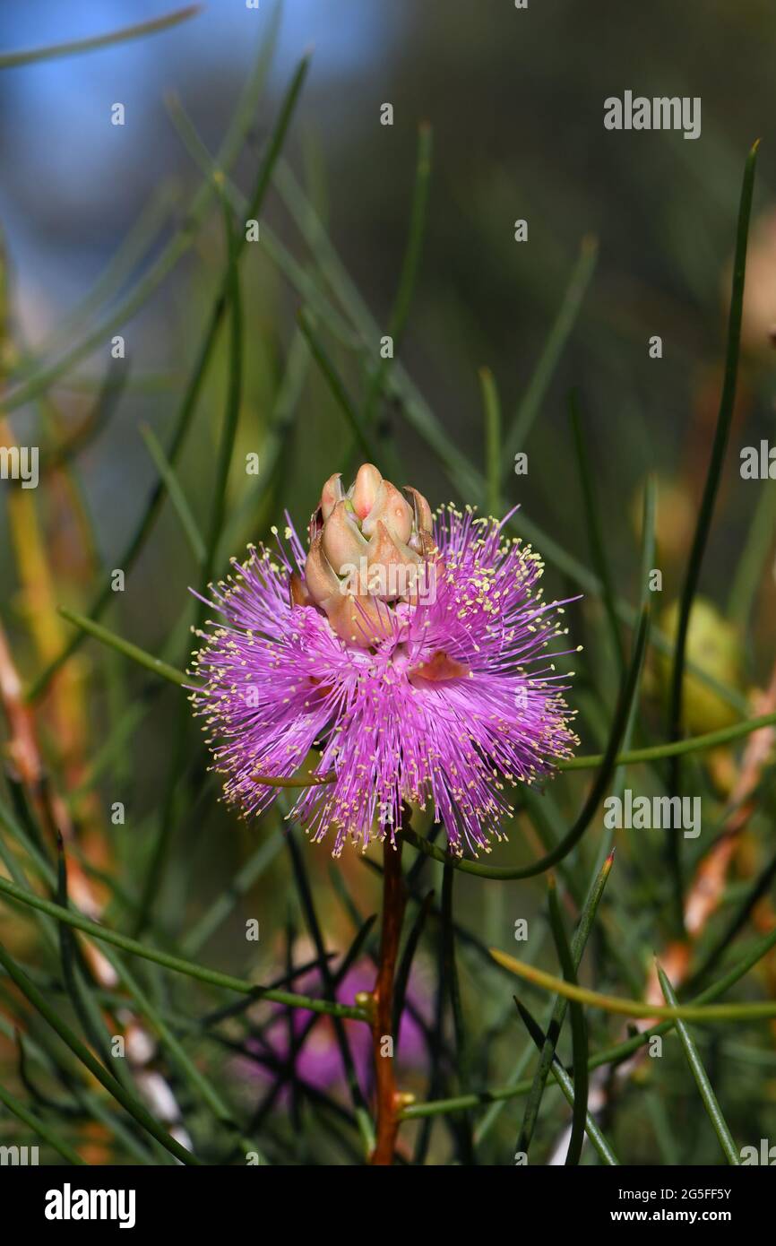 Australische einheimische violette Blume der drahtigen Honigmyrte, Melaleuca filifolia Familie Myrtaceae. Endemisch an der zentralen Westküste von Western Australia Stockfoto