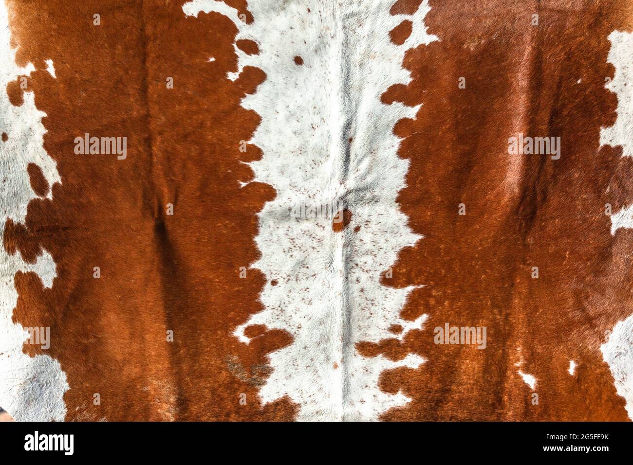 Rinder Tier Fell Haut versteckt Nahaufnahme Foto Bild abstrakt Hintergrund Detail gereinigt zusammen behandelt, um Fell Teppich Dekor Lifestyle zu machen. Stockfoto