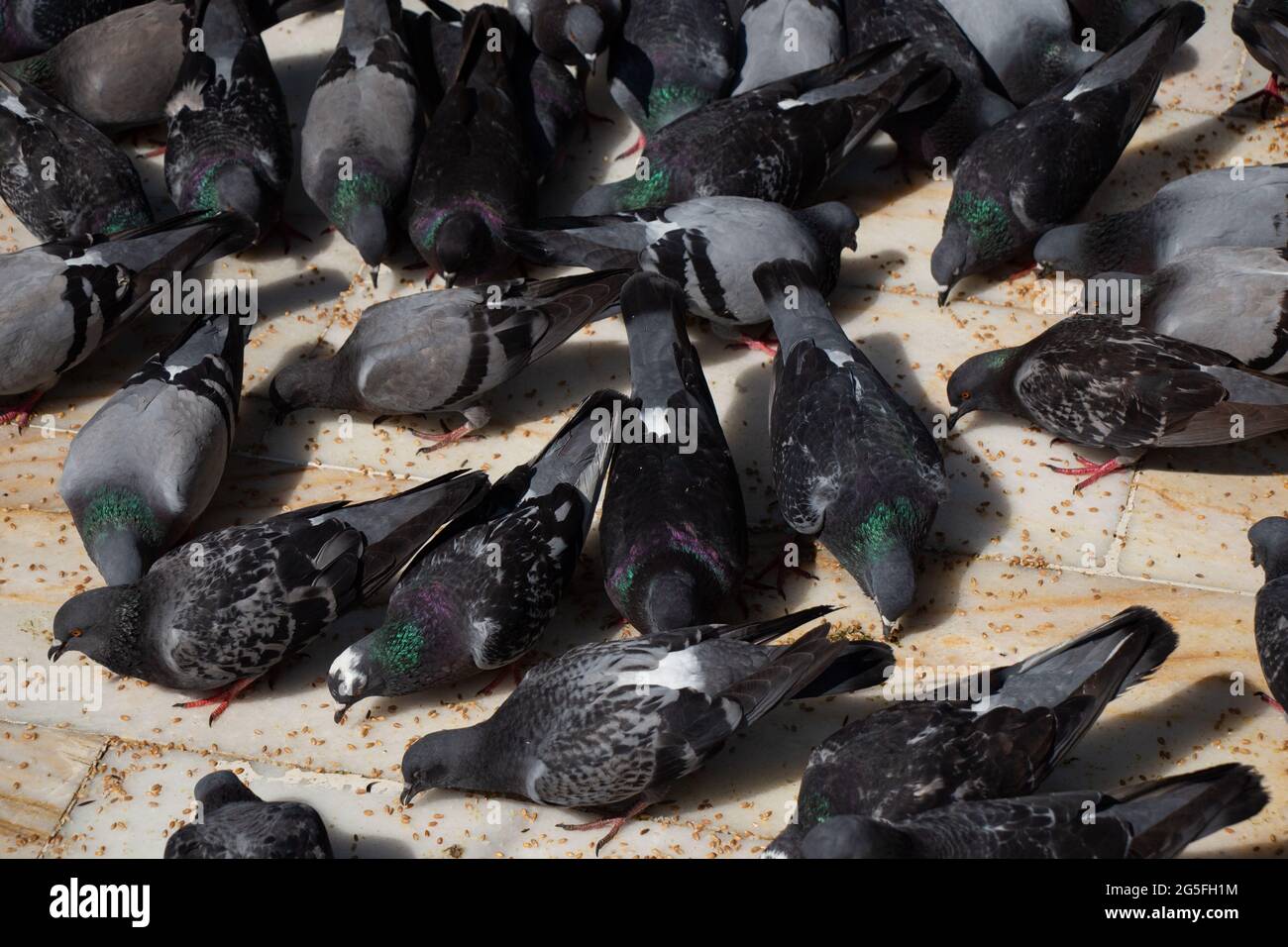 Eine schöne schwarze Taube, die am Boden in einer städtischen Umgebung Nahrung isst Stockfoto Eine schöne schwarze Taube, die am Boden in einer städtischen Umgebung Nahrung isst Stockfoto
