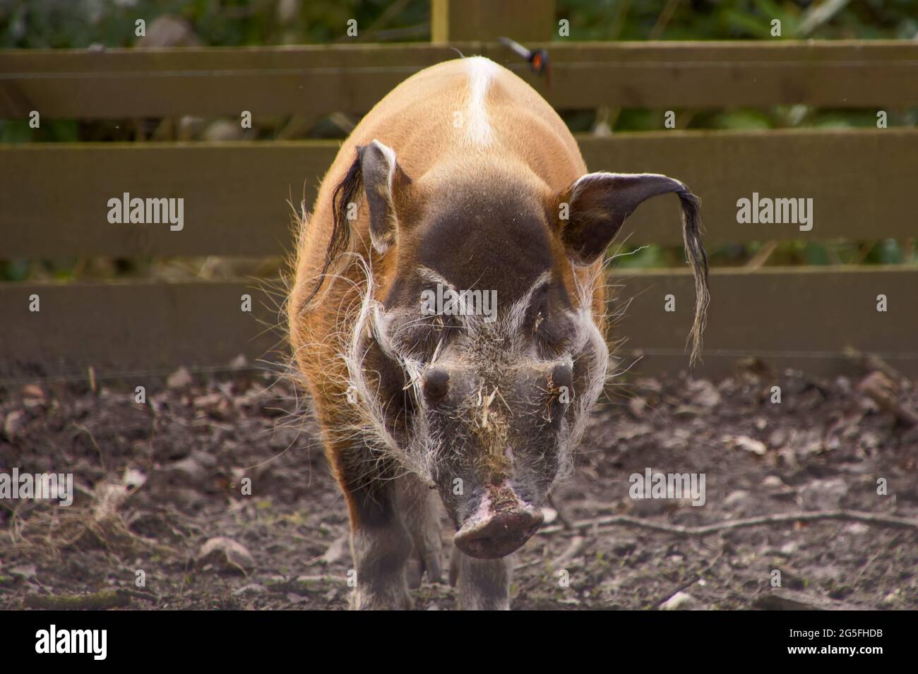 Red River Hog (Buschschwein) (Potamochoerus porcus) im Knowsley Safari Park, Merseyside, Großbritannien Stockfoto