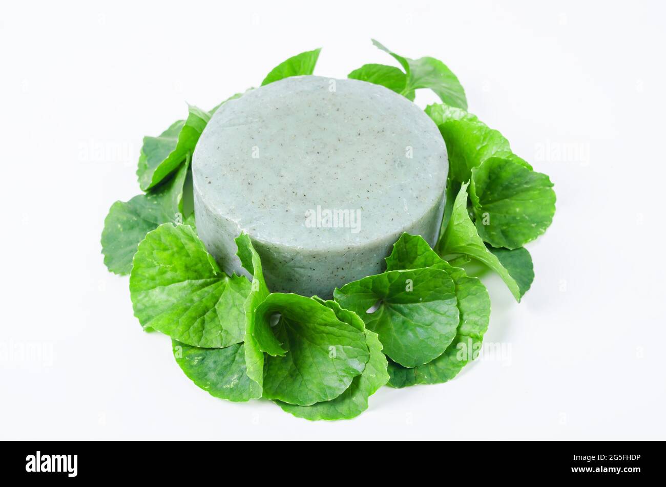 Seife centella asiatice mit frischem Grün Blatt centella auf weißem Hintergrund. Stockfoto