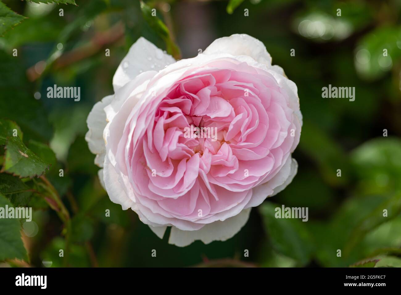 Nahaufnahme einer blassrosa Strauchrose namens Rosa Silas Marner, die in einem englischen Garten blüht. Eine schöne rosa David Austin Rose blüht mit Tau. VEREINIGTES KÖNIGREICH Stockfoto