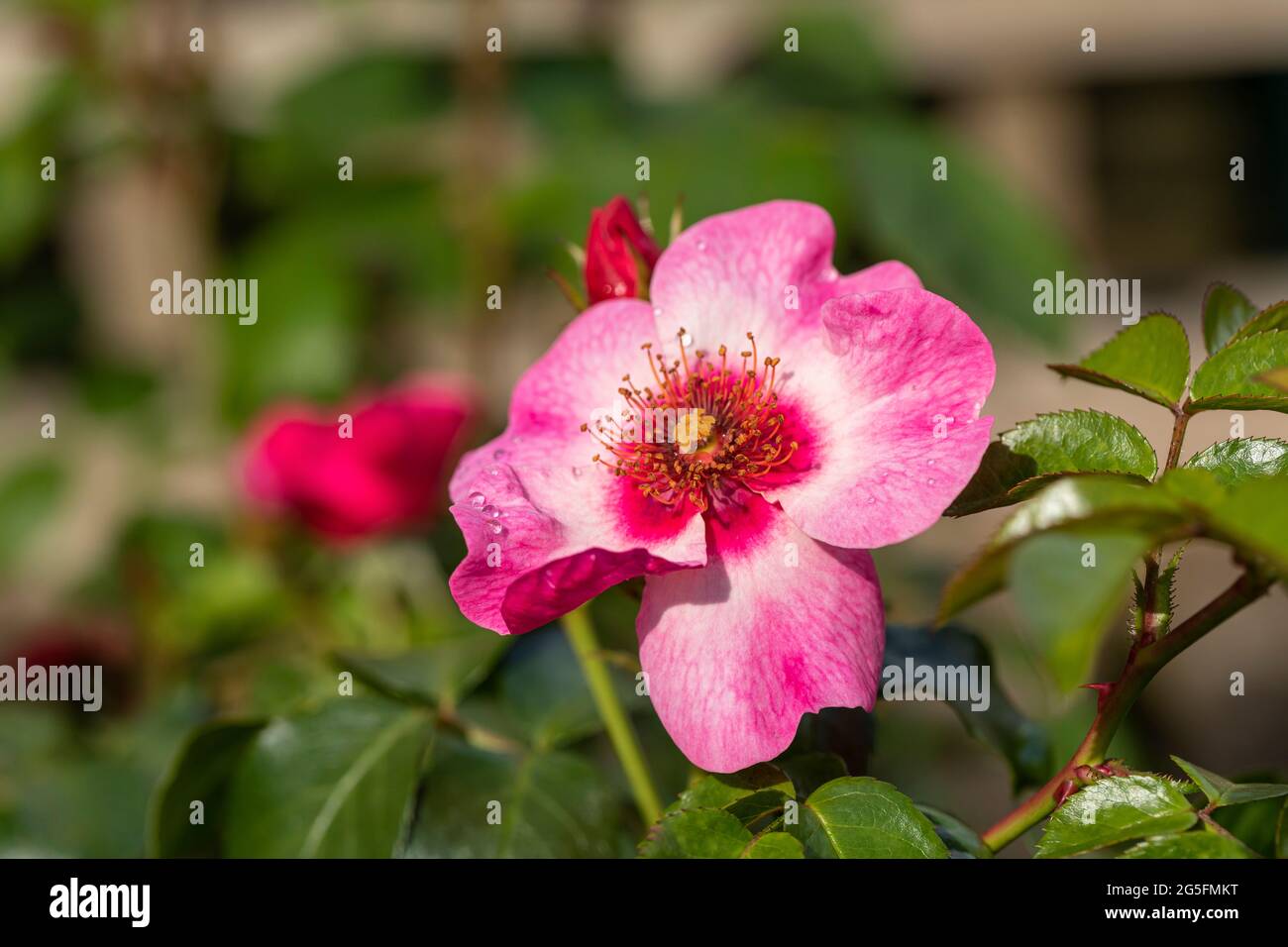 Nahaufnahme einer rosa Strauchrose mit zweifarbigen Blüten namens Rosa Leah Tulu, die in einem englischen Garten blüht. Eine wunderschöne einzelne rosa Rosenblüte. VEREINIGTES KÖNIGREICH Stockfoto