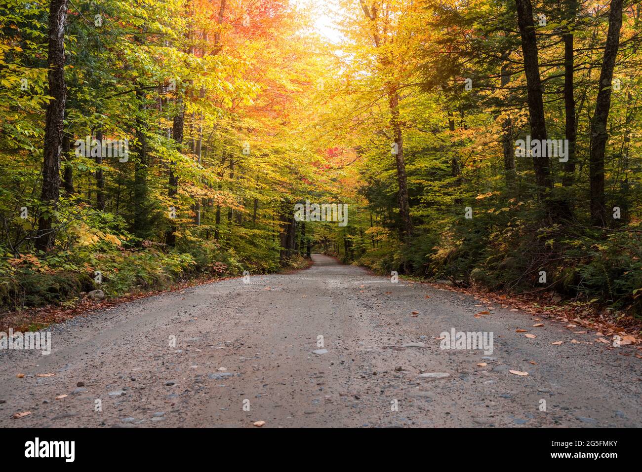 Leere unbefestigte Bergstraße durch einen bunten Wald während der Herbstfärbung Stockfoto